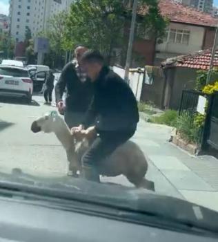 Ankara'da kaçan kurbanlıklar kamerada