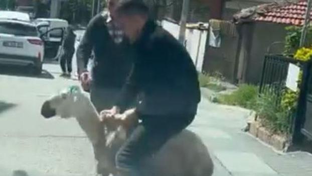 Ankara'da kaçan kurbanlıklar kamerada