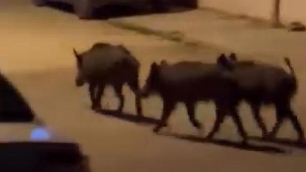 Hatay'da domuz sürüsü mahalleye indi