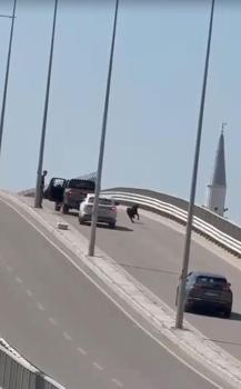 Kaçan keçi, trafiği birbirine kattı
