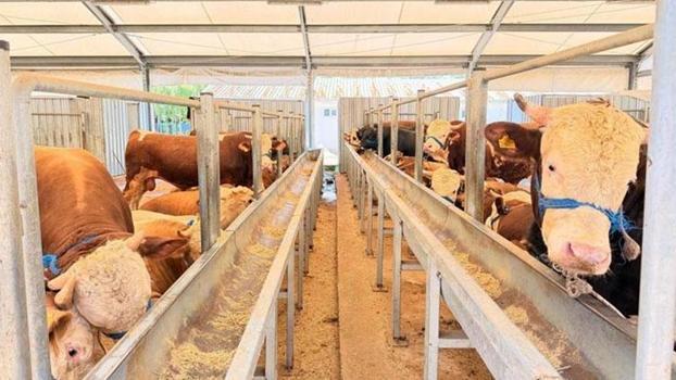 İstanbul İl Sağlık Müdürü Güner: Kurban kesimi sırasında 869 kişi yaralandı