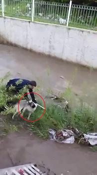 Çar Çayı'na düşen köpeği, elini ısırmasına rağmen kurtardı
