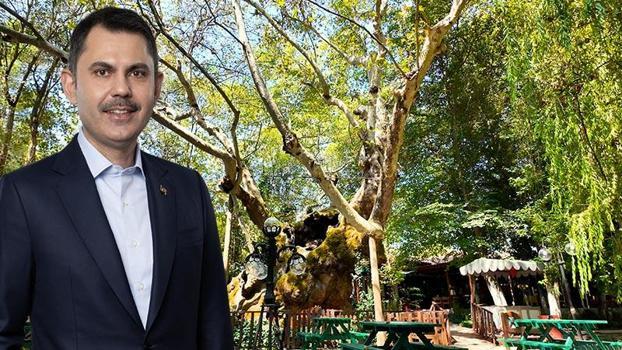 Bakan Kurum, koruma altındaki anıt ağacın hikayesini paylaştı