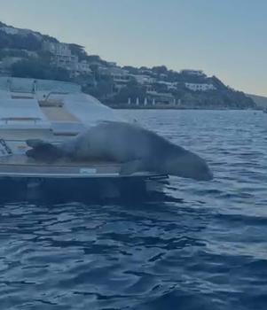 Bodrum'da motoryata çıkan Akdeniz foku kamerada