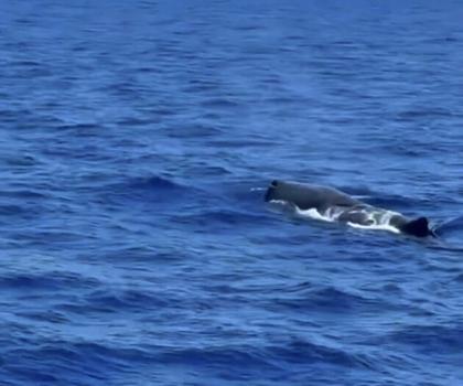 Fethiye açıklarında ispermeçet balinası görüntülendi