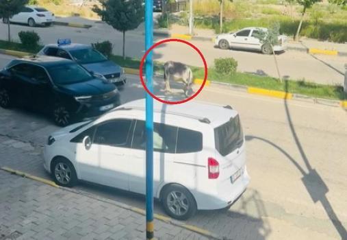 Kara yoluna çıkan başıboş eşek nedeniyle trafik aksadı