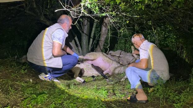 Bursa'da yıldırım düştü, 6 koyun öldü
