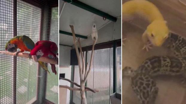 Çekmeköy'de egzotik hayvan kaçakçılığı operasyonu: 11 papağan ve 25 sürüngene el konuldu