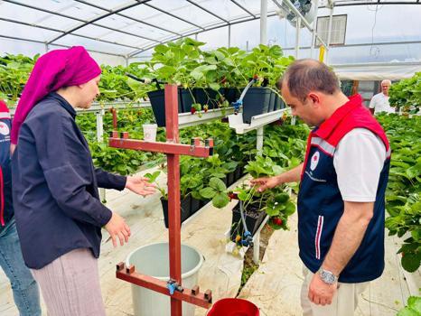 Keşan’da topraksız çilek üretimi sürüyor