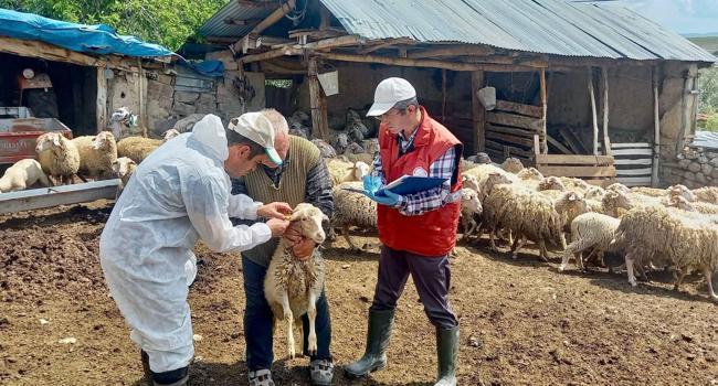 Kuzu tespit çalışması gerçekleştirildi