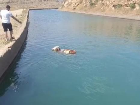 Mardin’de sulama kanalına düşen inek kurtarıldı