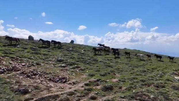 Emirdağları'nın zirvesinde yılkı atlarını görüntülediler
