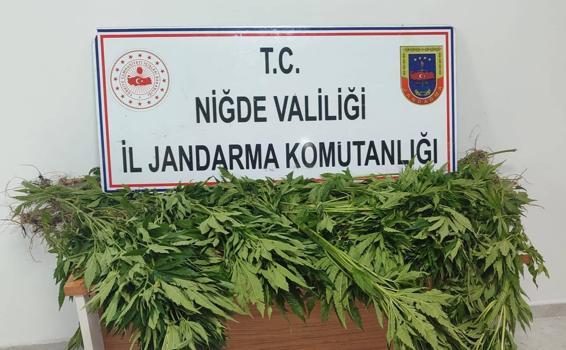 Tarlada Hint keneviri ele geçirildi
