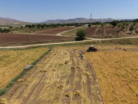 Gercüş’te mercimek hasadı çiftçinin yüzünü güldürdü