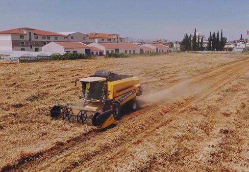 Öğrenciler buğday hasat etti