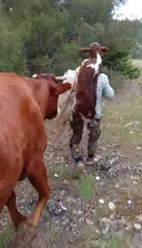 Yeni doğan buzağıyı sırtında taşıdı