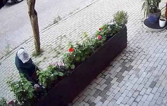 Avcılar'da iş yerinin önünde yetiştirilen çiçekleri söküp çaldı: 'Sabahın köründe şafak operasyonu gibi'
