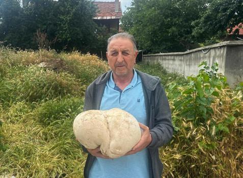 Bahçesinde 3,5 kiloluk mantar buldu