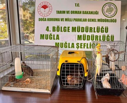 Muğla'da izinsiz bulundurulan 13 kuşa el konuldu