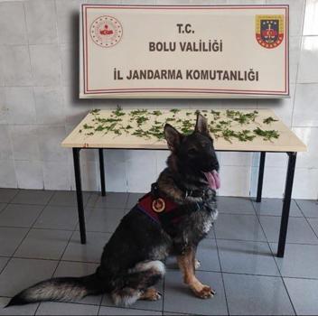 Kenevir operasyonu: 3 tutuklama