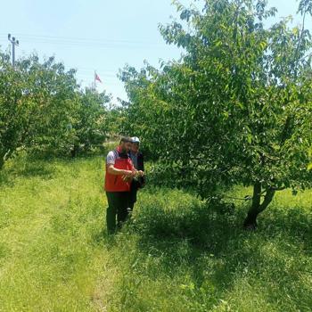 'Yağış kiraz rekoltesini azalttı'
