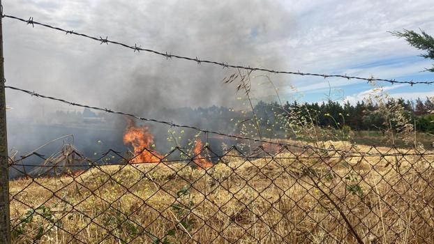 Silivri'de buğday tarlalarında çıkan iki yangında yavru kaplumbağalar öldü