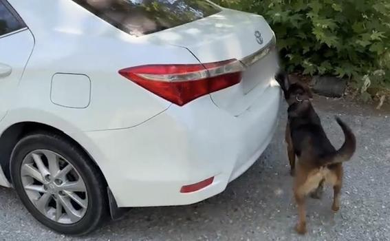 Muğla’da otomobilde 5 kilo 670 gram skunk ele geçirildi: 1 tutuklama