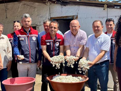 Edirne’de kadınların ürettiği ipek böceklerinden elde edilen yaş kozaların hasadı yapıldı