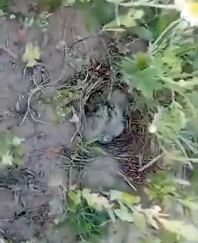 Şantiye sahasındaki kuş yuvasına dubalı önlem
