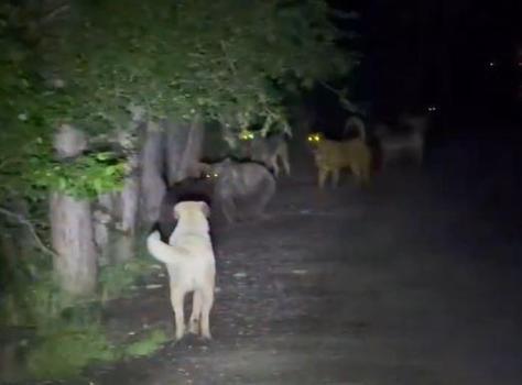 Kızılcahamam’da başıboş köpeklerin, ayılarla karşı karşıya geldiği anlar kamerada
