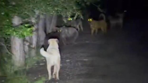 Kızılcahamam’da başıboş köpeklerin, ayılarla karşı karşıya geldiği anlar kamerada