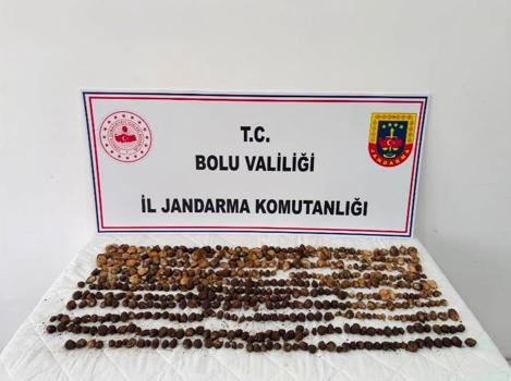 Yabani salep toplayan 3 kişiye 2 milyon 97 bin TL ceza
