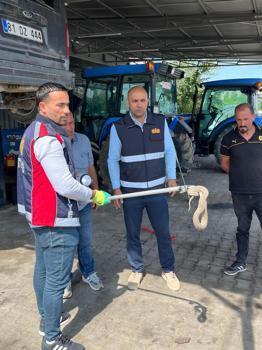 Vinçle kaldırılan otomobilin motor bölümündeki yılan çıkarıldı