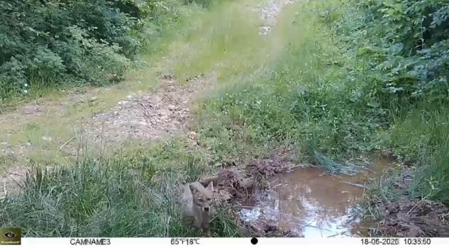 Küre Dağları Milli Parkı'ndaki yaban hayatı fotokapanla görüntülendi