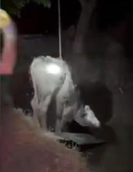 Çukura düşen inek, itfaiye tarafından kurtarıldı