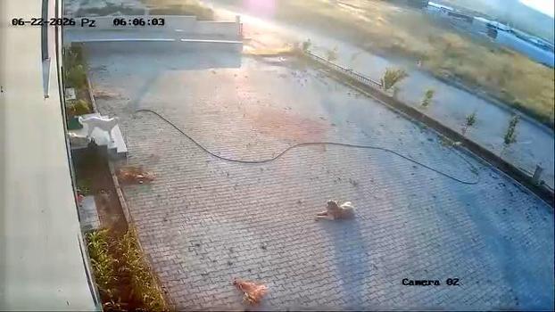 Başıboş köpek sürüsünün başka köpek ve yavrusuna saldırısı kamerada