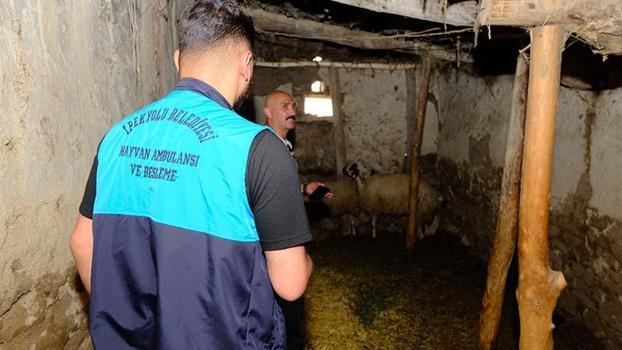 Van’da kuduz vakası sonrası mahalle karantinaya alındı