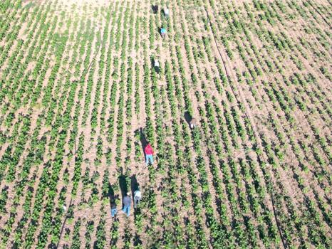 Şanlıurfa’dan 600 kilometre yol gelen tarım işçilerinin zorlu mesaisi / Ek fotoğraflar