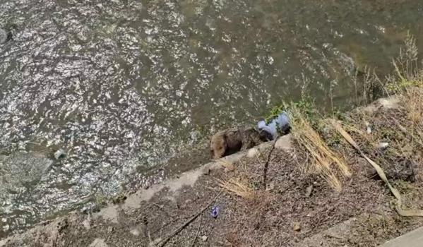 Tünelde otomobilin çarptığı bozayı, kaçarken çaya düştü (2)