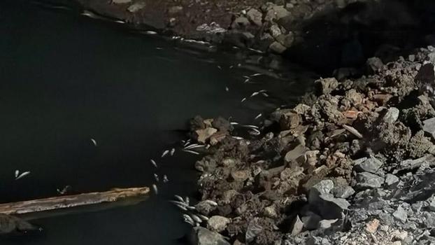Bakırköy Çırpıcı Deresi’nde toplu balık ölümü