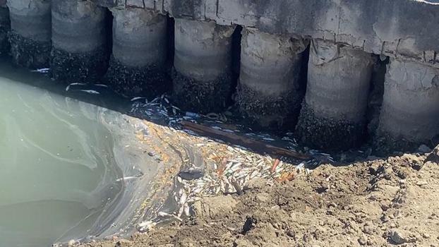 Bakırköy Çırpıcı Deresi’nde toplu balık ölümleri, kötü kokuya neden oldu