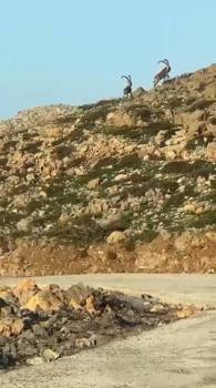 Cudi Dağı'nda yaban keçileri görüntülendi