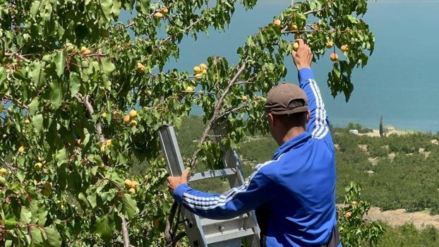 Dünya kayısı başkenti Malatya'da kayısı hasadı başladı