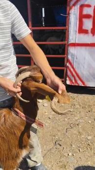 Kulağında boynuz çıkan keçi görenleri şaşırttı
