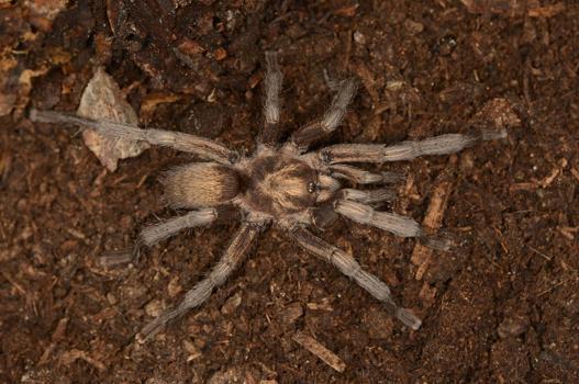 Türkiye'nin yeni tarantula türü tescillendi