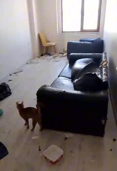 Savcılık kararıyla girilen çöp evdeki 6 kedi koruma altına alındı