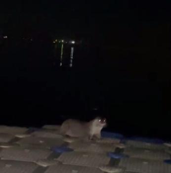 İskeleye çıkan su samurlarını balıkla beslediler