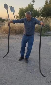 Yakaladığı 2 yılanı doğaya saldı; o anlar kamerada