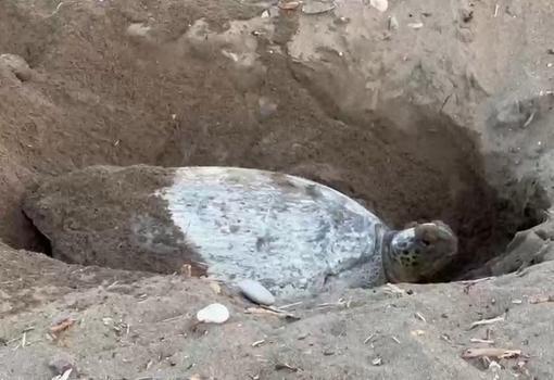 ‘İklim değişikliği, deniz kaplumbağalarının yumurtlama dönemini 2 hafta geciktirdi’