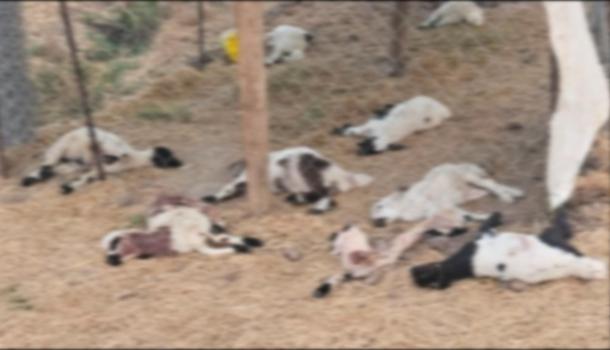 Diyarbakır'da köpeklerin saldırdığı 15 kuzu öldü